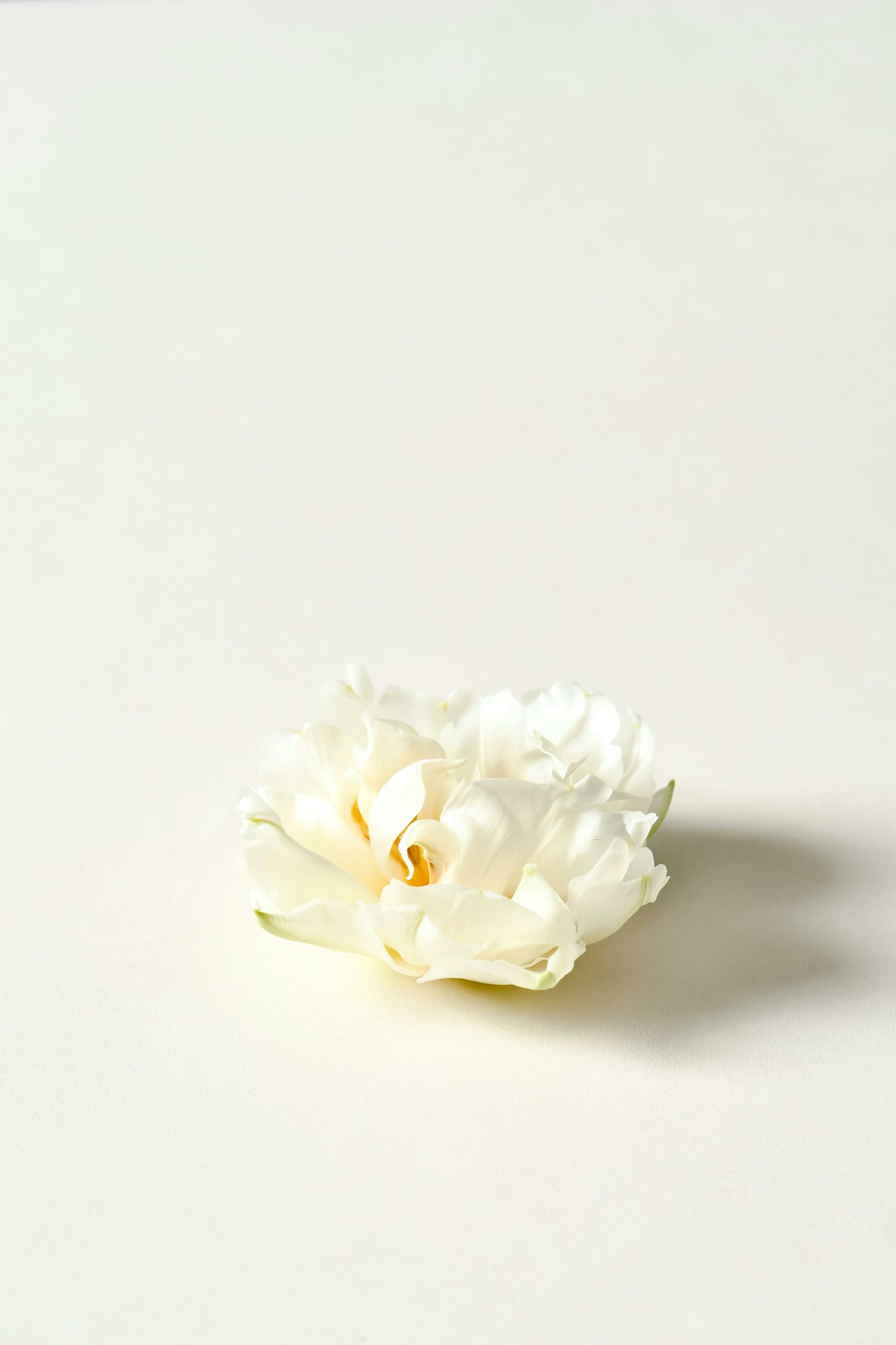 A delicate white flower showcased in a minimalist style on a soft, neutral background.